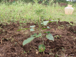 World Environment Day 2023